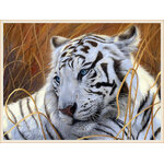 ชุดภาพติดคริสตัลกลม ลายเสือขาว (งานติดเต็มภาพ) ขนาด 50*40 ซม.ผ้าแคนวาส ลงกาวติดเต็มลาย+คริสตัลกลม 25 สี+อุปกรณ์ครบชุด