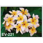 ลีลาวดี 5