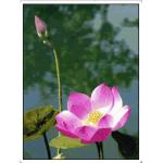 บัวหลวง 2