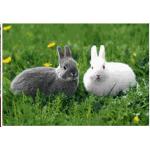 กระต่ายน้อย