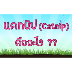 แคทนิป (Catnip) คืออะไร ??