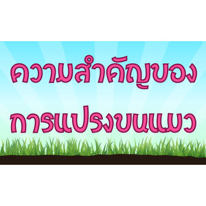 ความสำคัญของการ..แปรงขนแมว