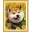 Akita (ไม่พิมพ์/พิมพ์ลาย)