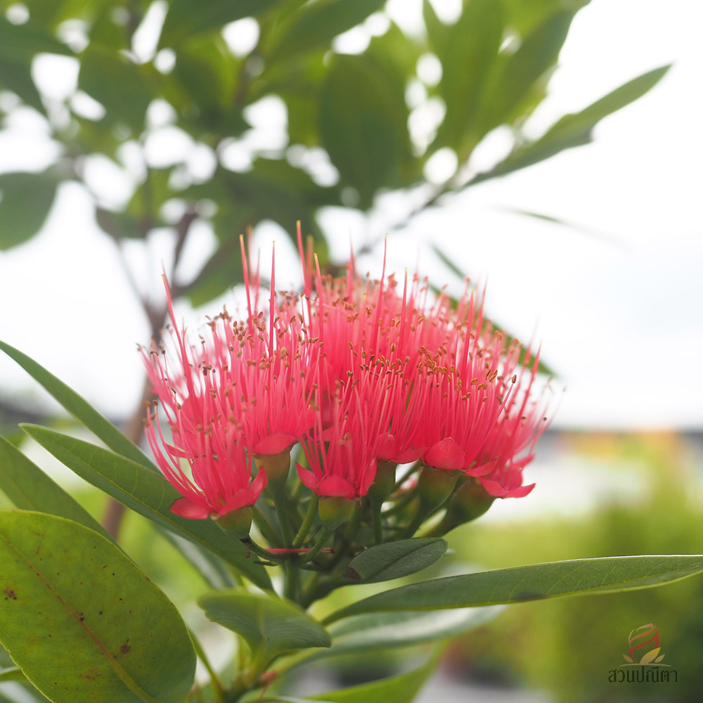 รักแรกพบ