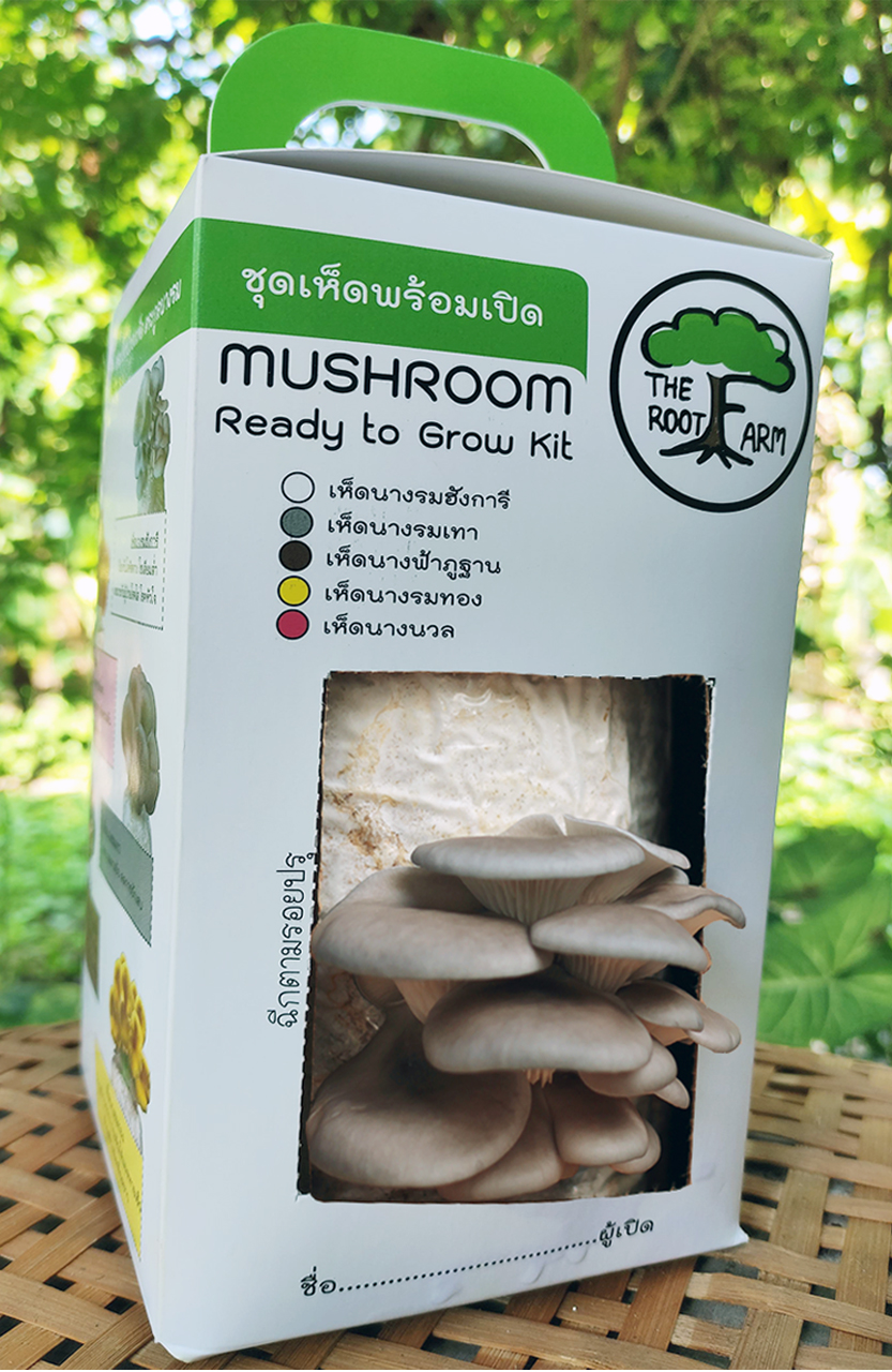 ชุดคิทเห็ดนางรมเทาพร้อมเปิด (Mushroom Ready To Grow Kit)