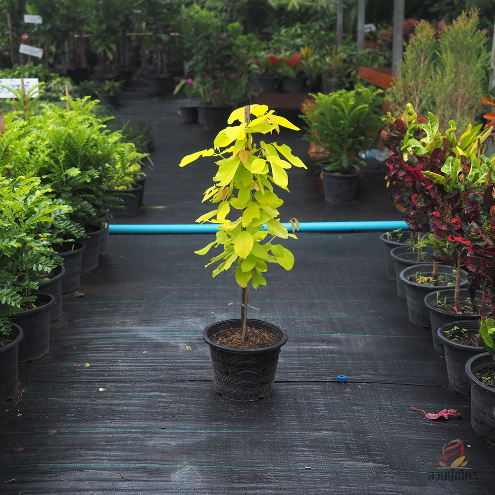 ชะแมบทอง