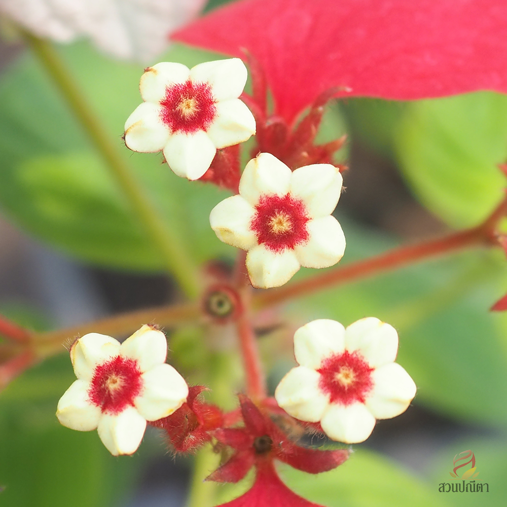 ดอนญ่าแดง