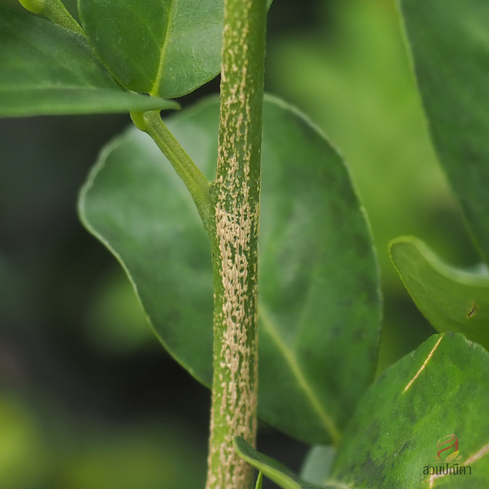 แก้วลิลลี่