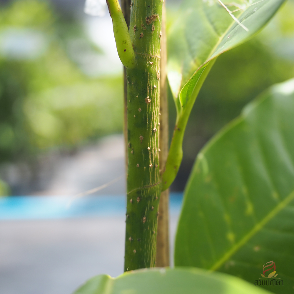 จำปี (ไซส์ถุง)