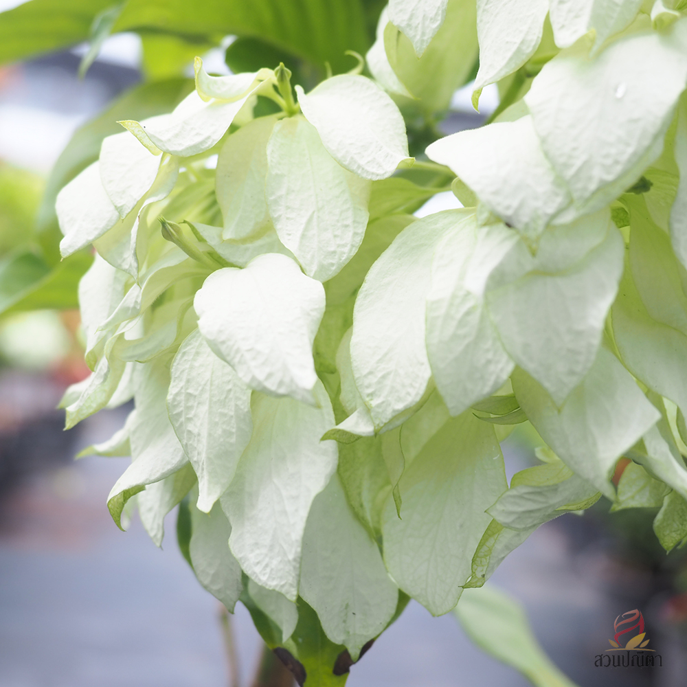 ดอนญ่าขาว