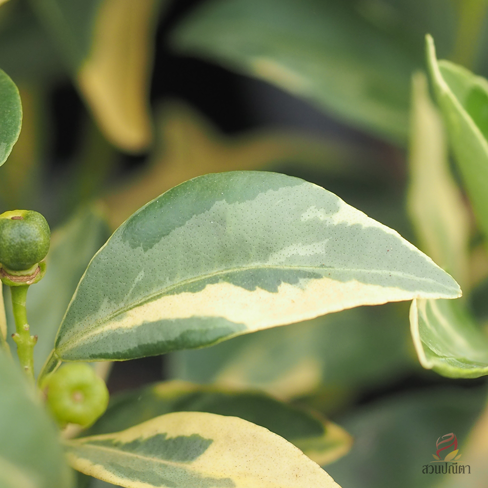 ส้มจี๊ดด่าง