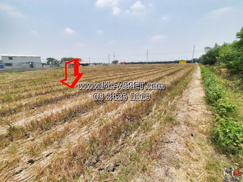 ขายที่ดินติดถนนคอนกรีต ย่าน อบต.ทวีวัฒนา ไทรน้อย บางกรวย บ้านกล้วย-ไทรน้อย นนทบุรี : ใกล้วัดคลองเจ้า : 2-1-42 ไร่