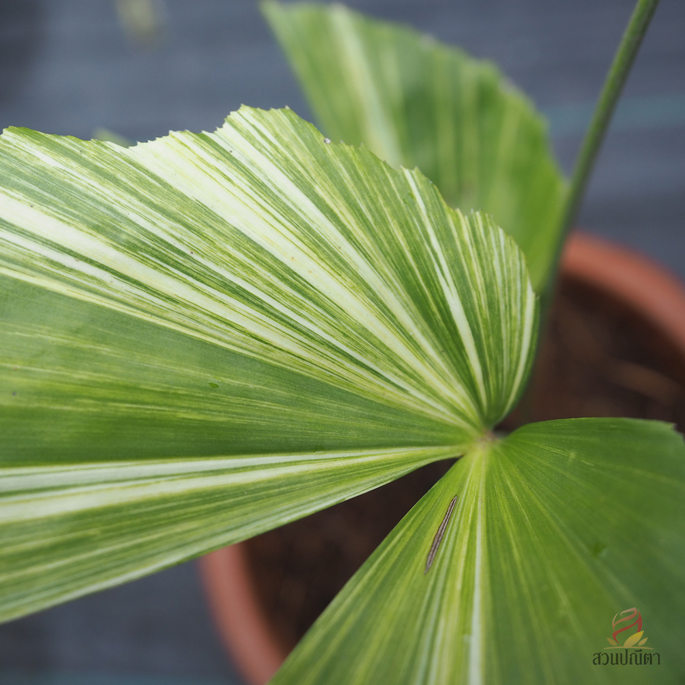 เต่าร้างด่าง