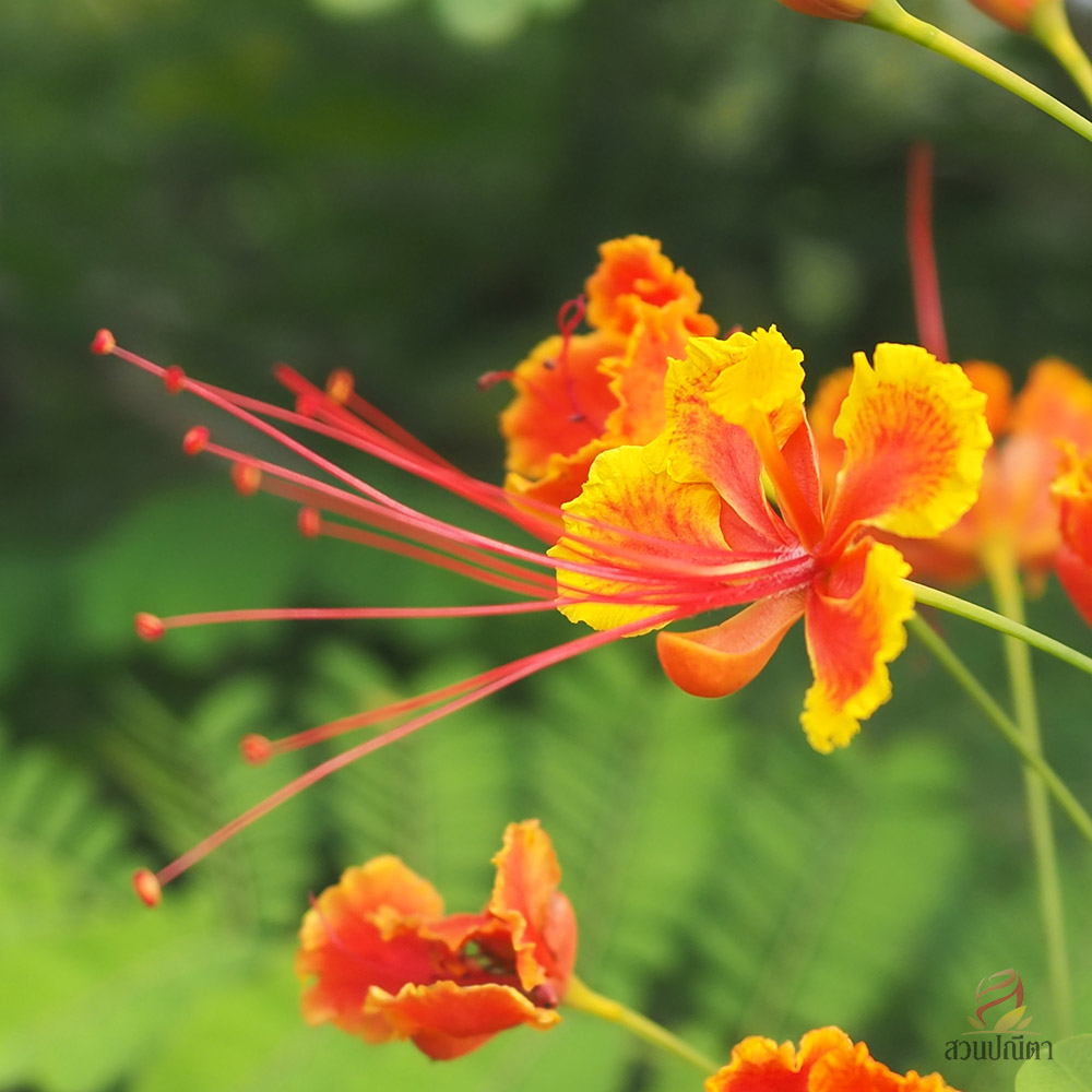 หางนกยูงไทย