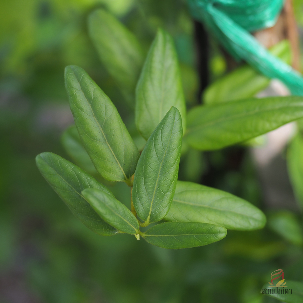 สายน้ำผึ้ง