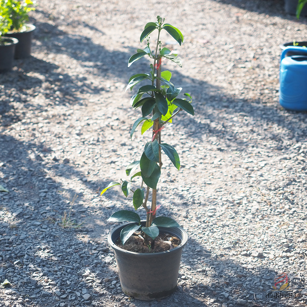 กระเทียมเถา