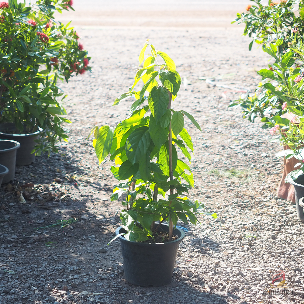 เล็บมือนางเลื้อย