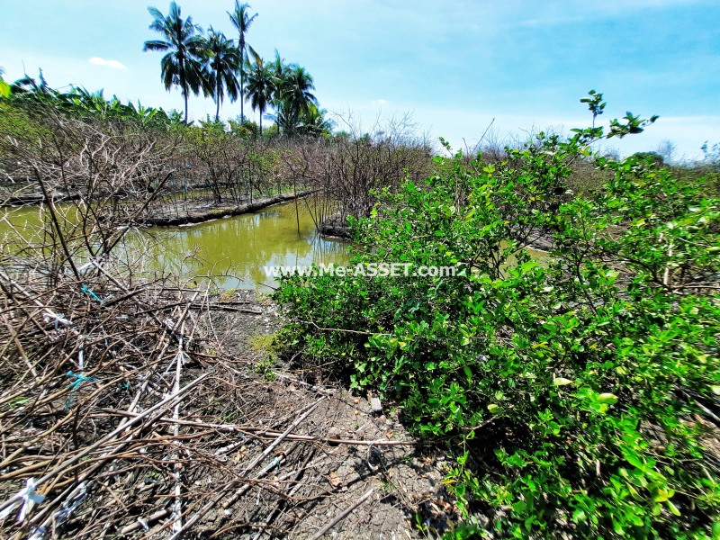 ขายที่ดินเกษตร สวนผสม ถ.บ้านวังนกไข่ ต.หนองนกไข่ อ.กระทุ่มแบน สมุทรสาคร / พื้นที่ 9-1-53 ไร่