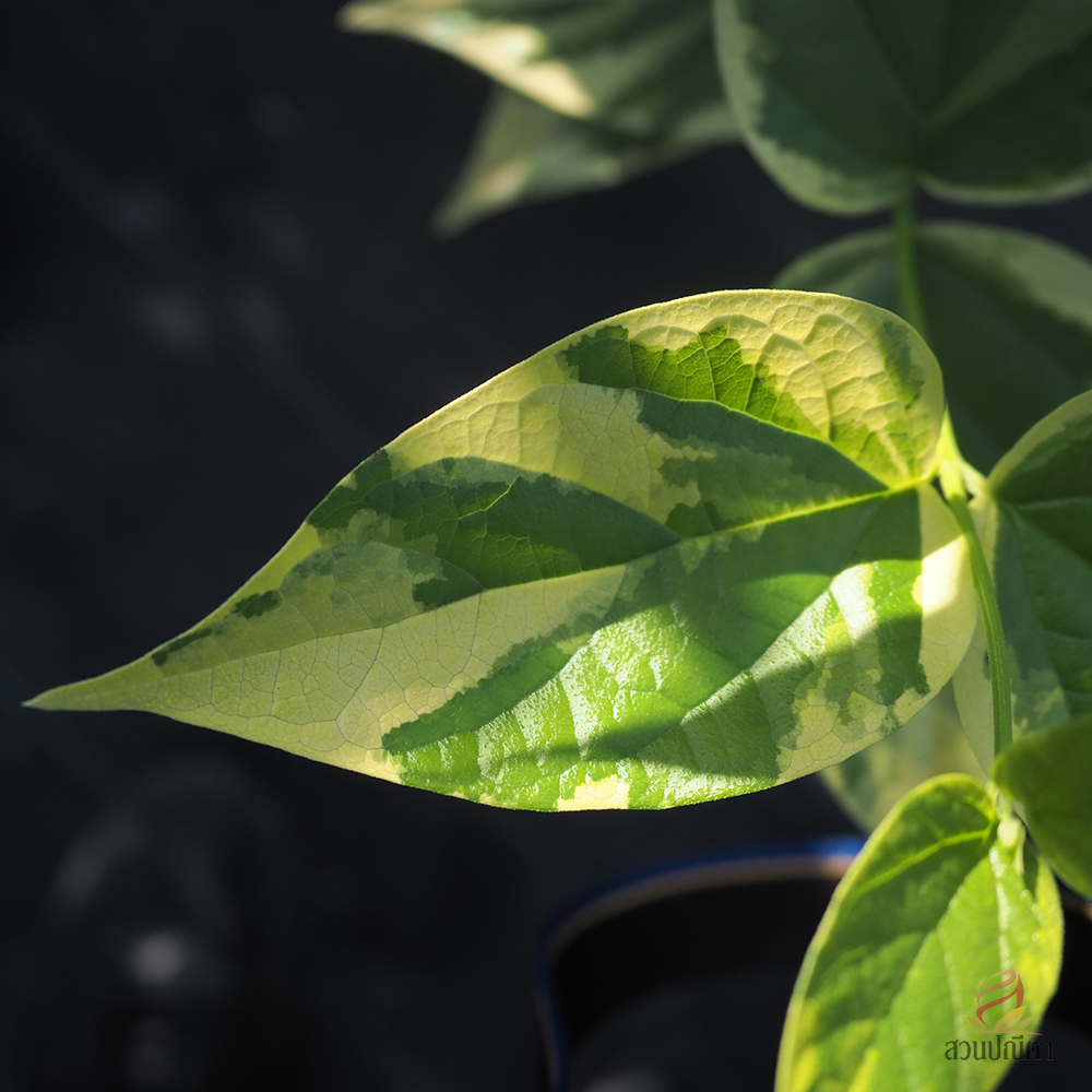 กรรณิการ์ด่าง