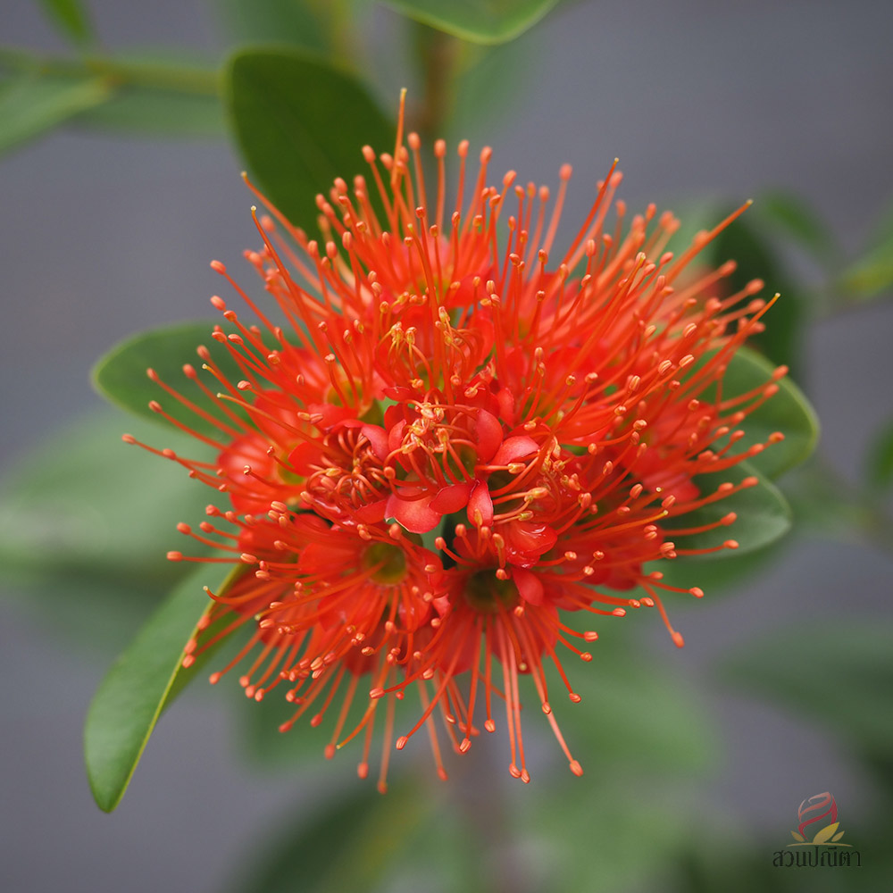 รักแรกพบ