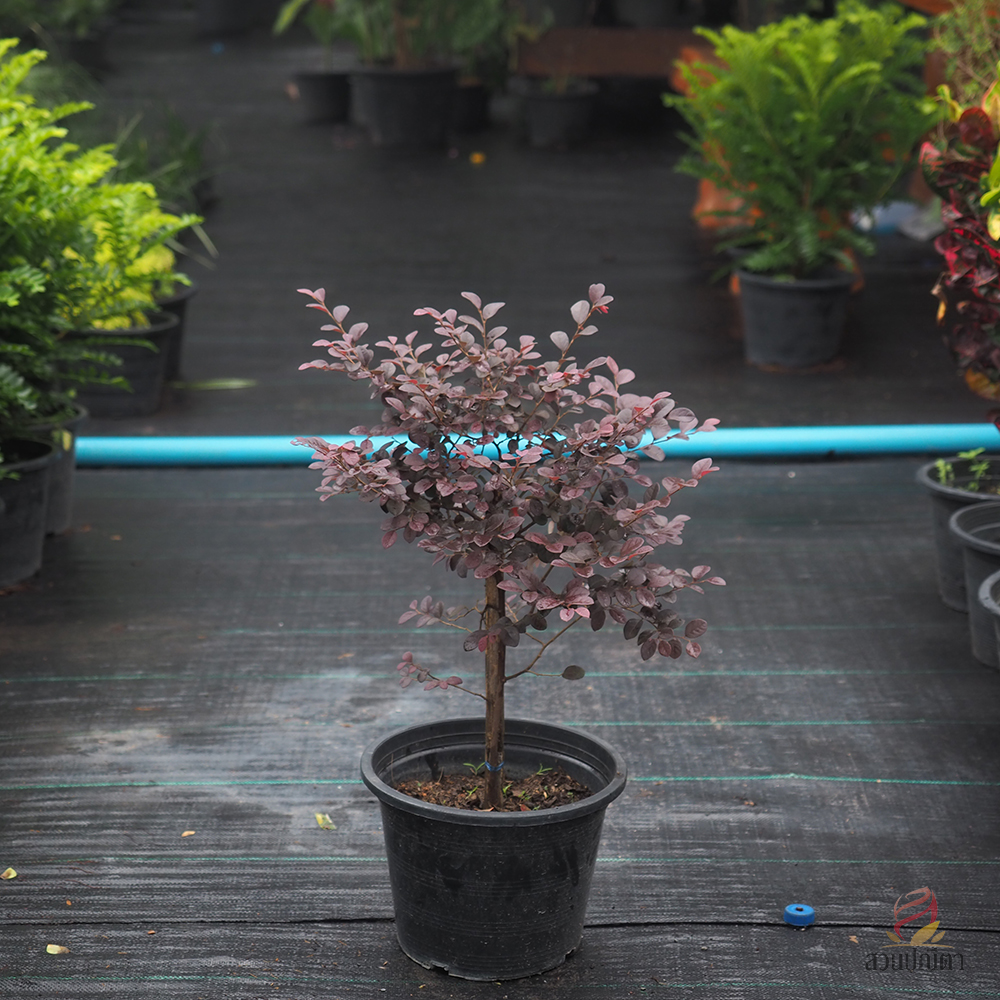 หงส์ฟู่