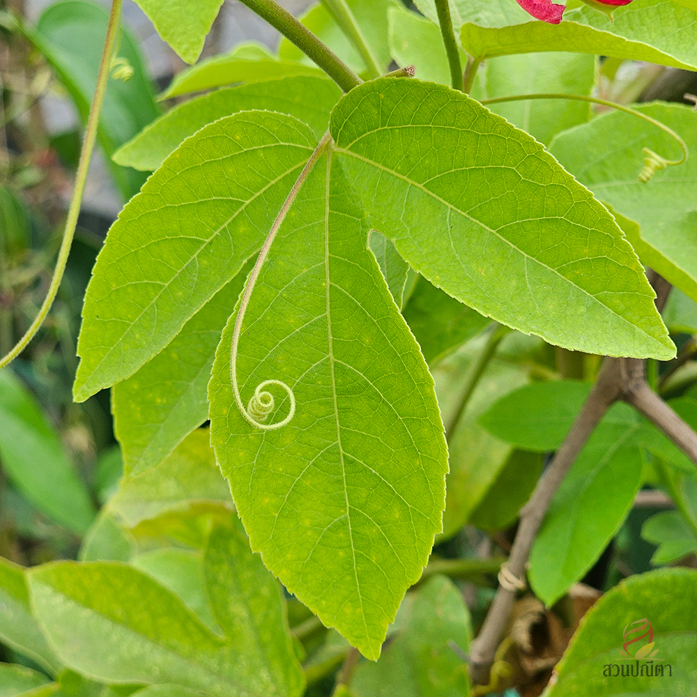 สร้อยฟ้าแดง