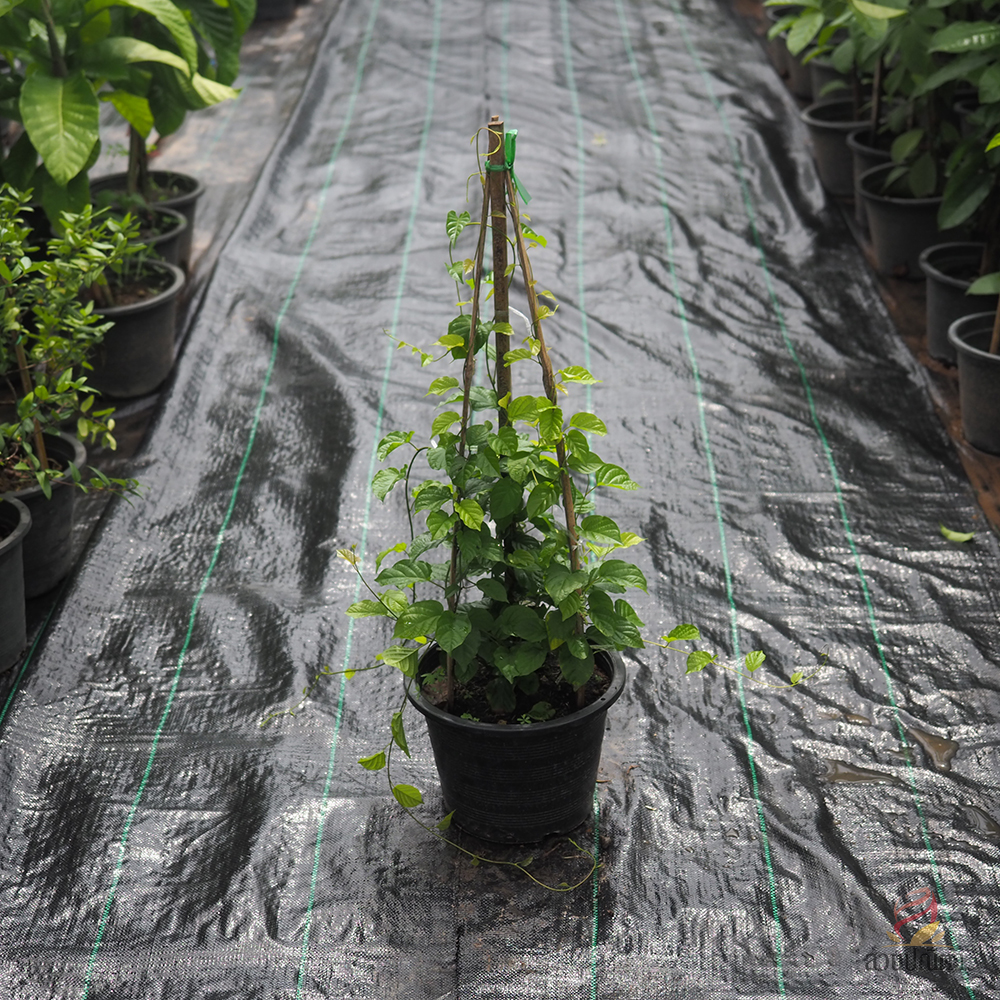 ลัดดาวัลย์