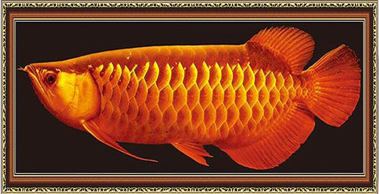 ชุดปักครอสติช ลายปลามังกร (งานปักเต็มลาย ไม่มีเดินเส้น) ขนาด 65*30 ซม.ผ้าครอสติช 11CTพิมพ์ลายปักบนผ้า ไหมคอตตอน 13 สี ผังลาย เข็ม