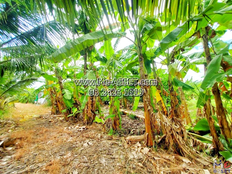 ขายที่ดินถมแล้ว โซนสวนหลวง กระทุ่มแบน เชื่อมเอกชัย บางบอน ใกล้นิคมอุตสาหกรรมสมุทรสาคร โรงงานซีพีเอฟ วัดศรีนวลธรรมวิมล : ซอยทองหลาง1 ใกล้บ้านทรัพย์ธำรงค์สวนวาสนา : 100 ตร.วา