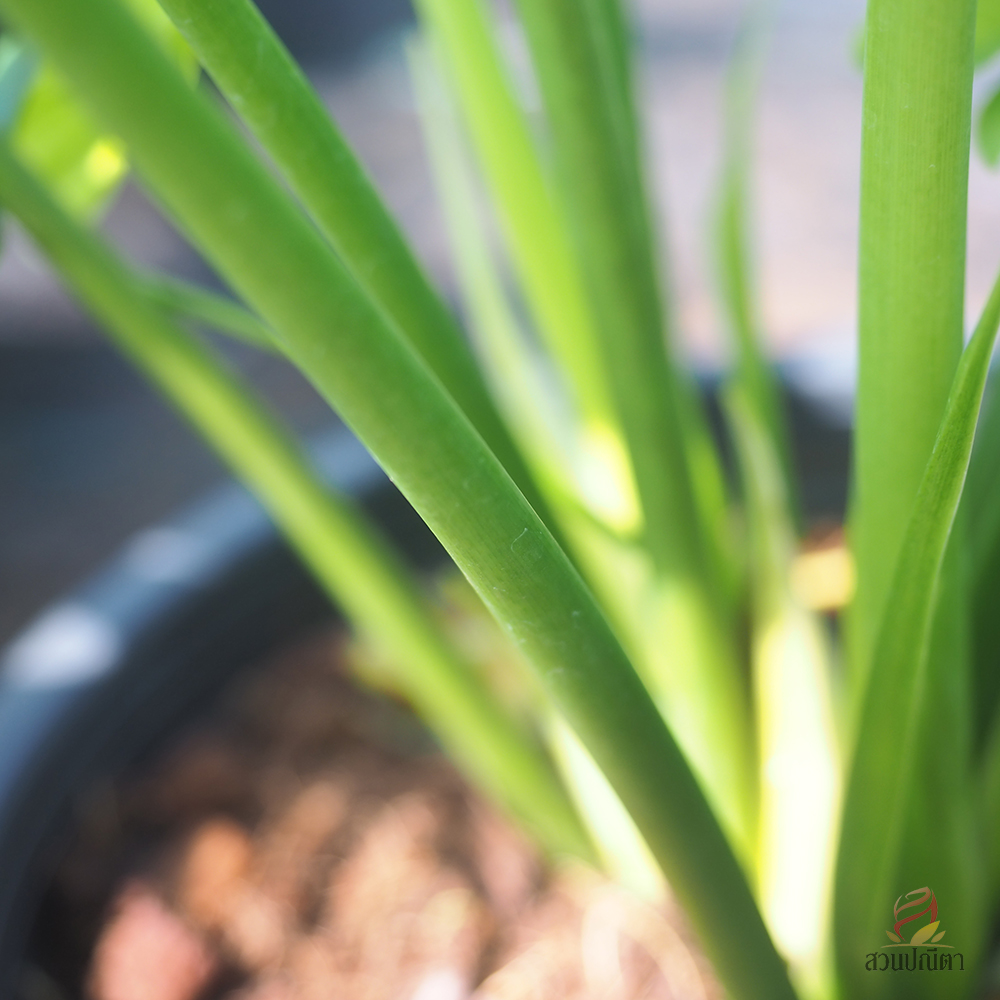 ฟิโลใบมะละกอ