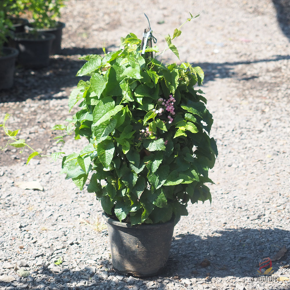 พวงชมพู