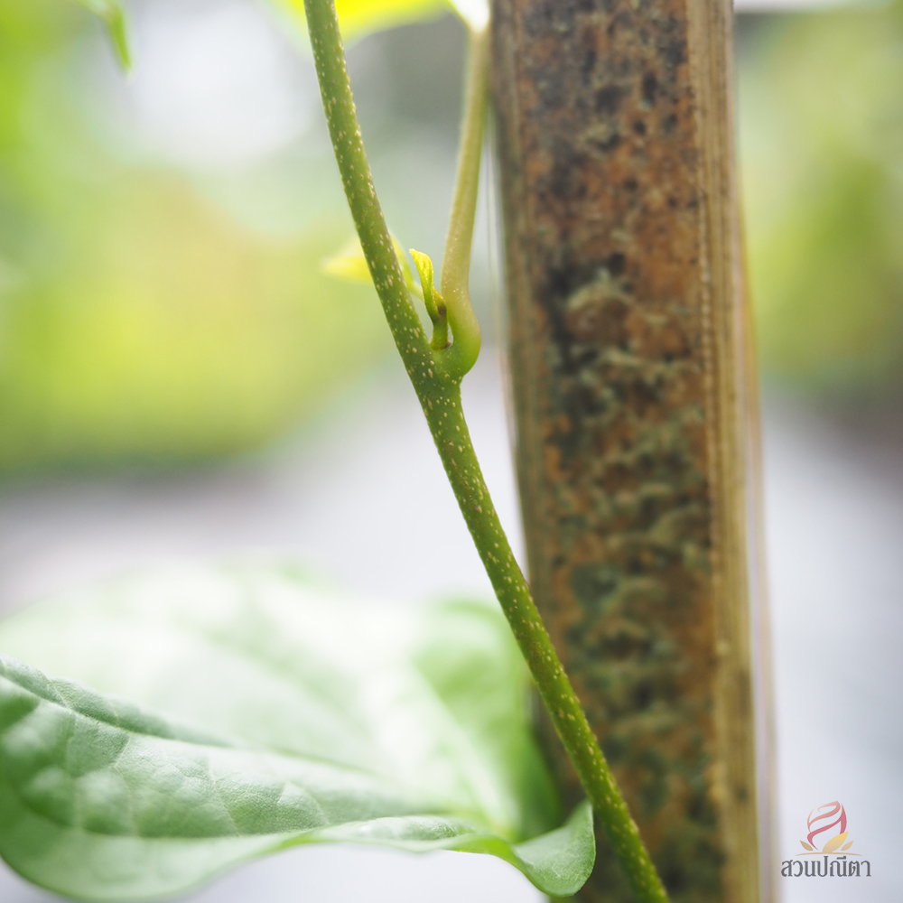 ลัดดาวัลย์