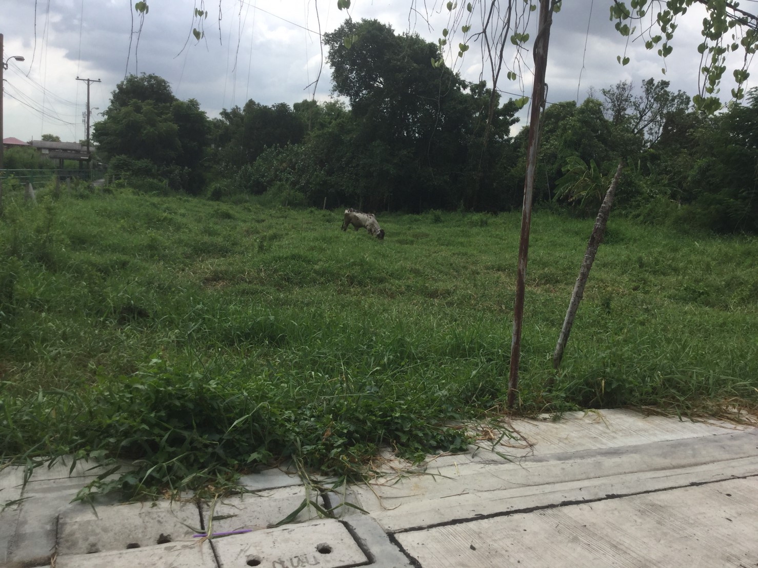 MDH6723 ที่ดินเนื้อที่ 217 ตร.ว. เคหะร่มเกล้า 80 ลาดกระบัง กรุงเทพ