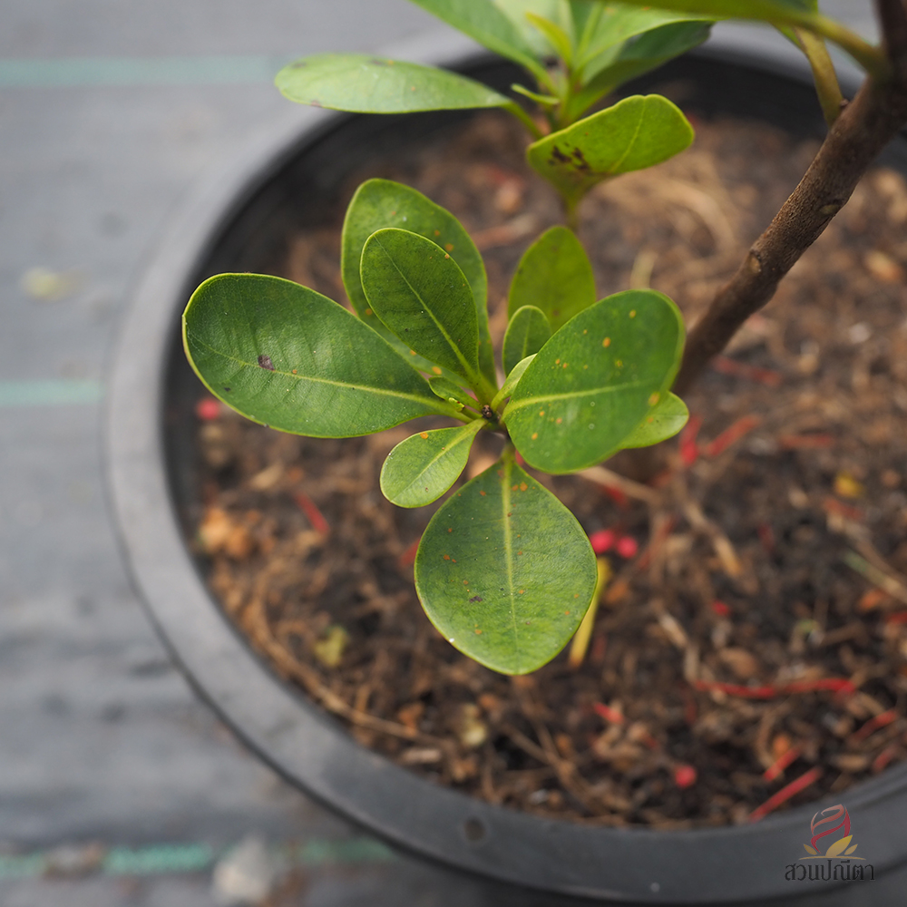 รักแรกพบ