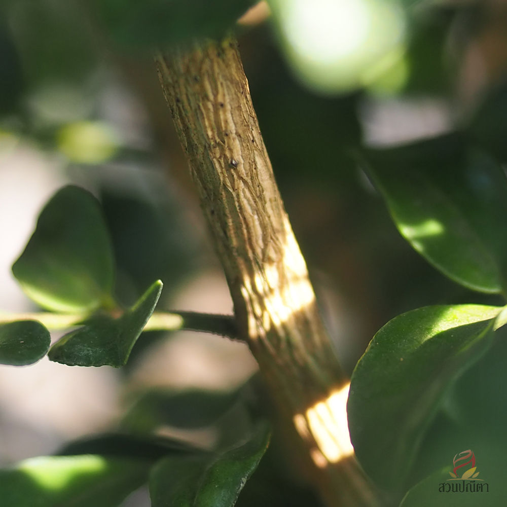 แก้วแคระพวงมณี