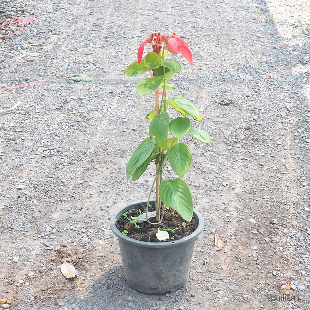 ดอนญ่าแดง