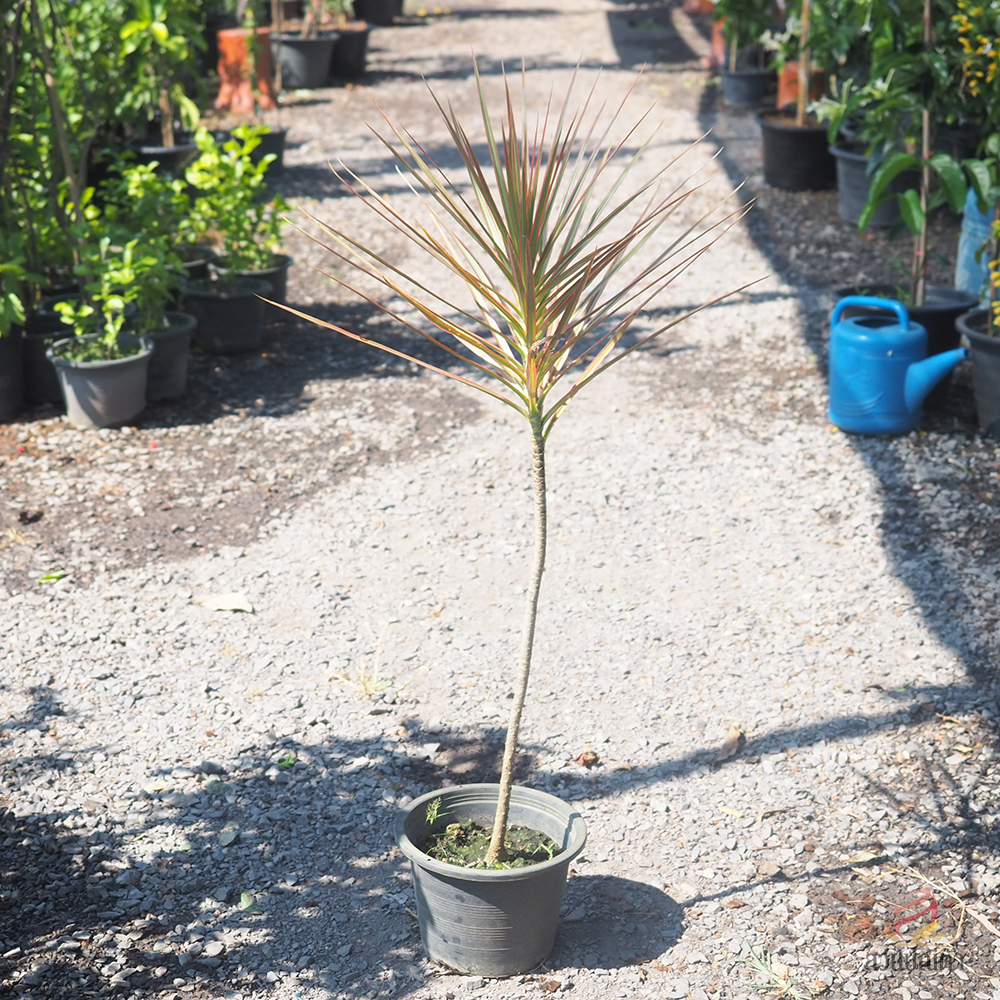 เข็มสามสี