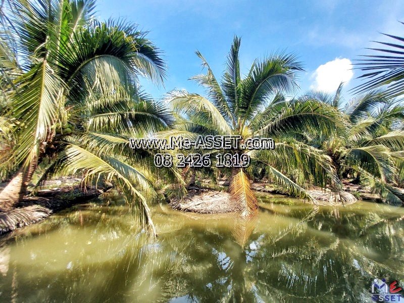 ขายที่ดินสวนมะพร้าวน้ำหอม ย่าน ทิมเรืองเวช หนองนกไข่ คลองจินดา บางช้าง สามพราน : ใกล้หมู่บ้านทิมเรืองเวช : 9-1-1 ไร่