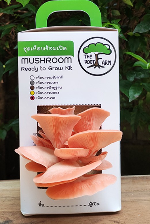 ชุดคิทเห็ดนางนวลพร้อมเปิด (Mushroom Ready To Grow Kit)
