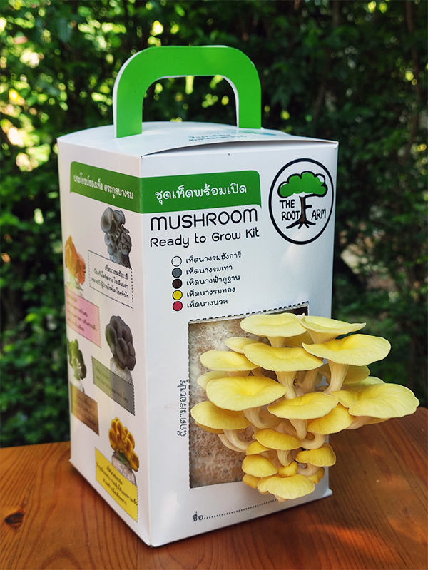 ชุดคิทเห็ดนางรมทองพร้อมเปิด (Mushroom Ready To Grow Kit)