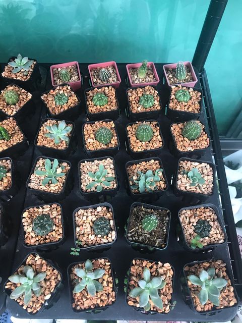 กระบองเพชร กุหลาบหิน ไม้อวบน้ำ