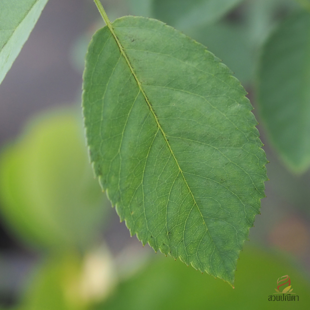 กุหลาบเลื้อย