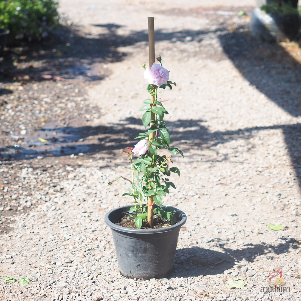 กุหลาบเลื้อย