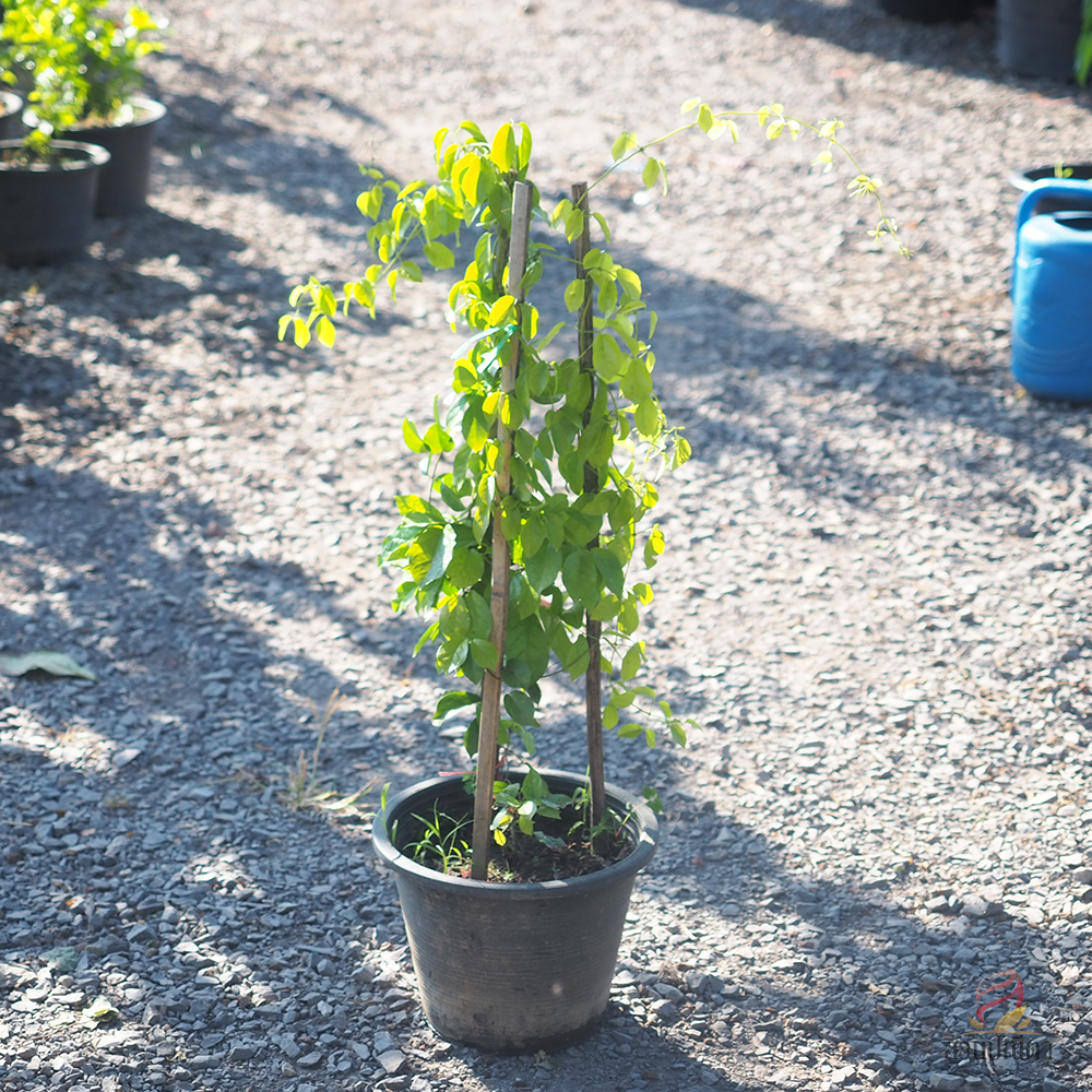 เหลืองชัชวาลย์