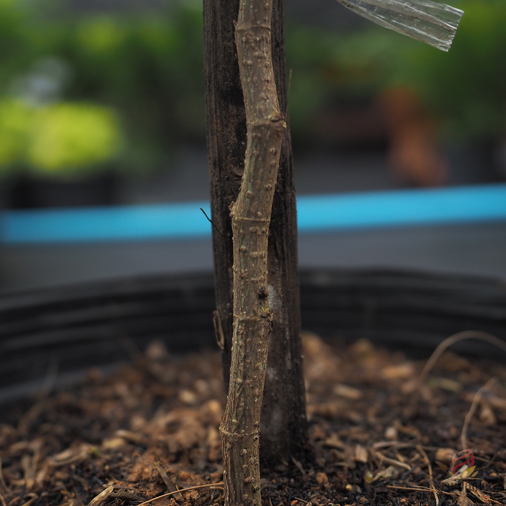 ชะแมบทอง