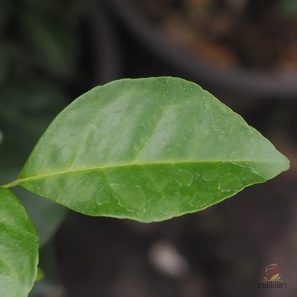 แก้วลิลลี่