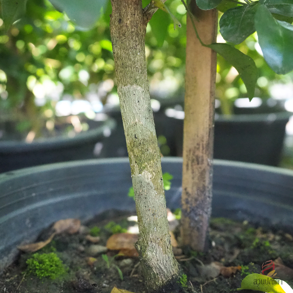 แก้วพวงดวงใจ