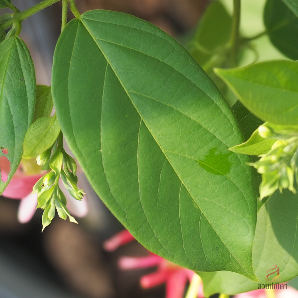 เล็บมือนางเลื้อย