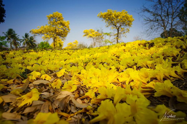 เหลืองปรีดียาธร