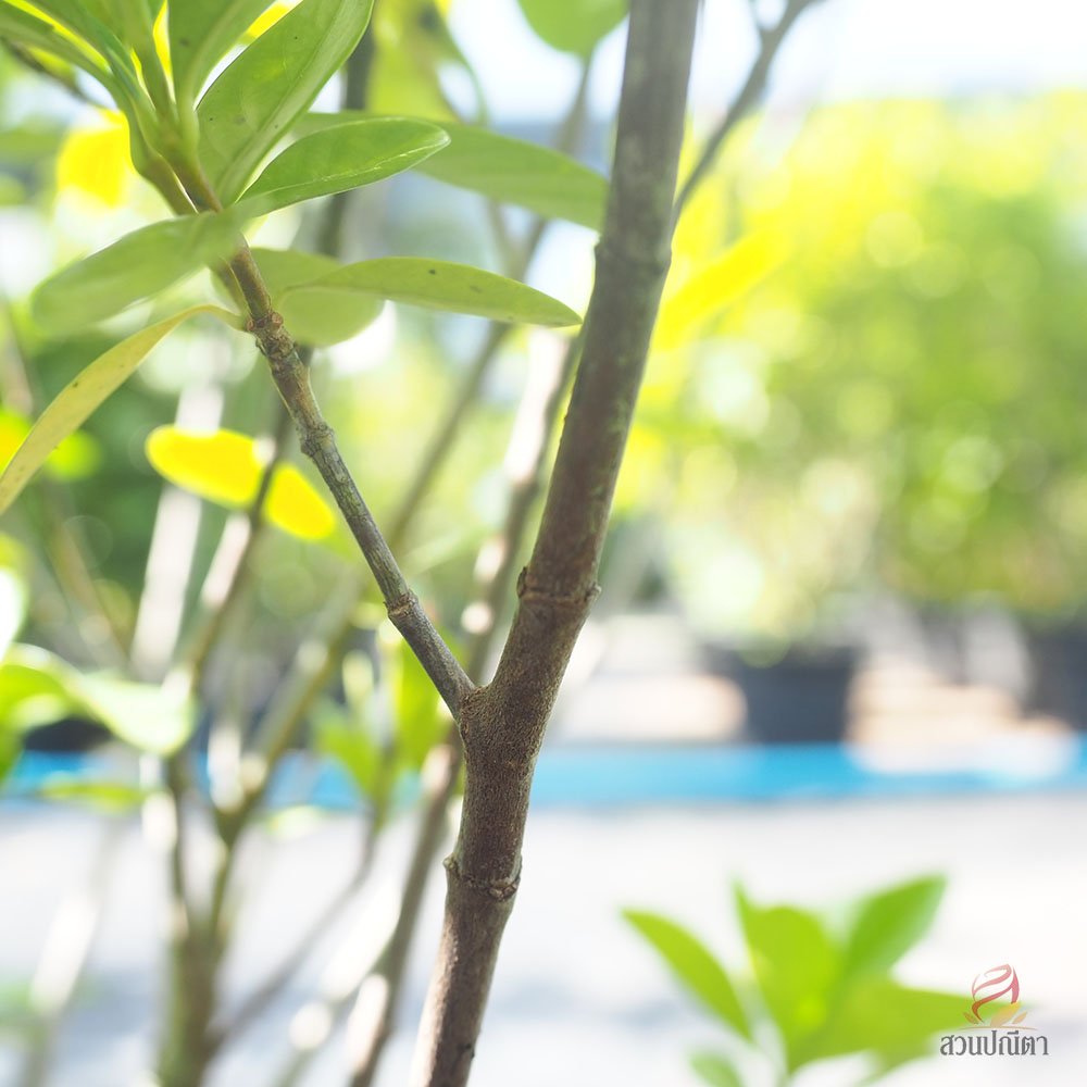 พุดซ้อน